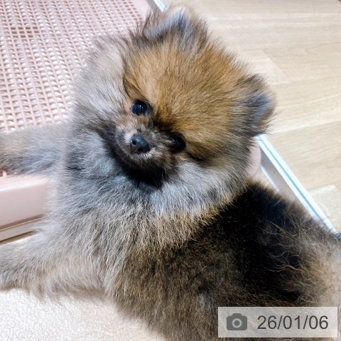 大阪府のポメラニアン (ペットプラス イオン大日店/2025年10月16日生まれ/男の子/オレンジセーブル)の子犬の3枚目の画像