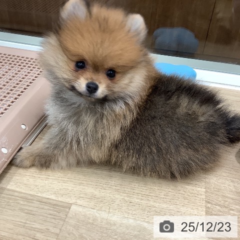 大阪府のポメラニアン (ペットプラス 鶴見店/2025年10月16日生まれ/女の子/オレンジセーブル)の子犬の4枚目の画像