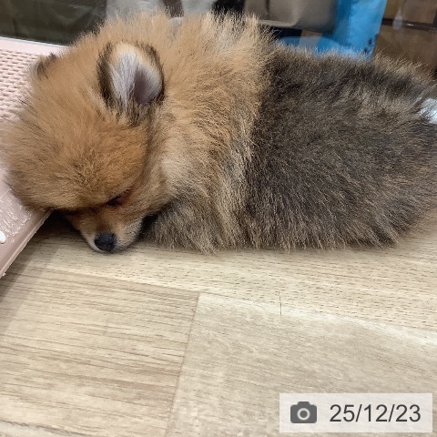 大阪府のポメラニアン (ペットプラス 鶴見店/2025年10月16日生まれ/女の子/オレンジセーブル)の子犬の3枚目の画像