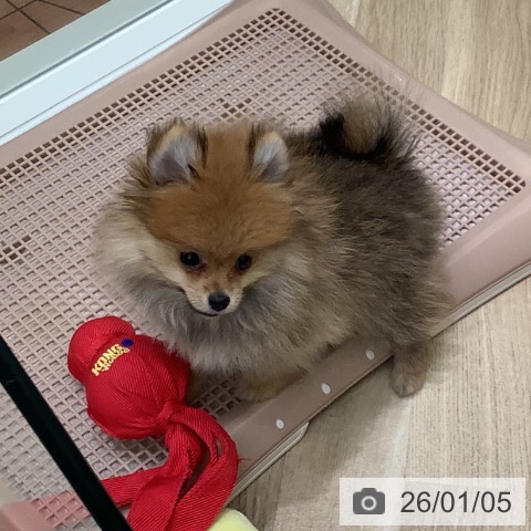 大阪府のポメラニアン (ペットプラス 鶴見店/2025年10月16日生まれ/女の子/オレンジセーブル)の子犬の4枚目の画像