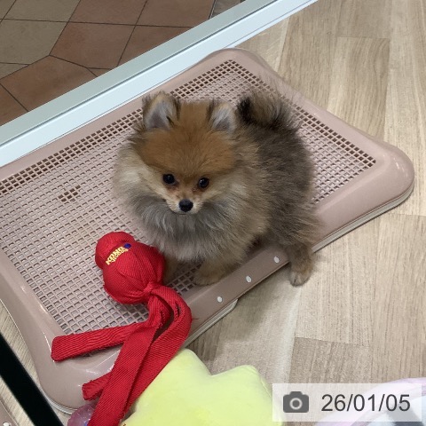 大阪府のポメラニアン (ペットプラス 鶴見店/2025年10月16日生まれ/女の子/オレンジセーブル)の子犬の3枚目の画像