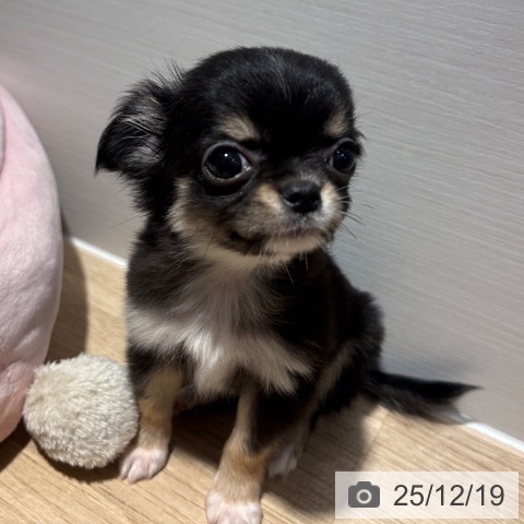 兵庫県のチワワ(ロング) (ペットプラス 神戸三宮店/2025年10月10日生まれ/女の子/ブラックタンホワイト)の子犬の4枚目の画像