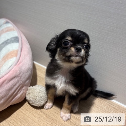 兵庫県のチワワ(ロング) (ペットプラス 神戸三宮店/2025年10月10日生まれ/女の子/ブラックタンホワイト)の子犬の3枚目の画像