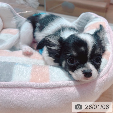 大阪府のチワワ(ロング) (ペットプラス イオン大日店/2025年10月10日生まれ/女の子/ホワイトブラックタン)の子犬の3枚目の画像