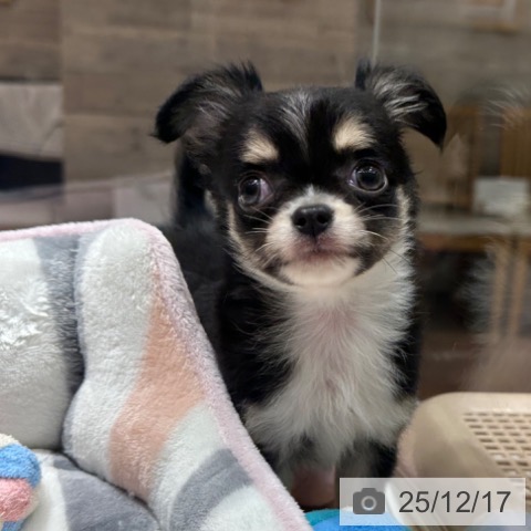 大阪府のチワワ(ロング) (ペットプラス 四條畷店/2025年10月10日生まれ/男の子/ブラックタンホワイト)の子犬の4枚目の画像