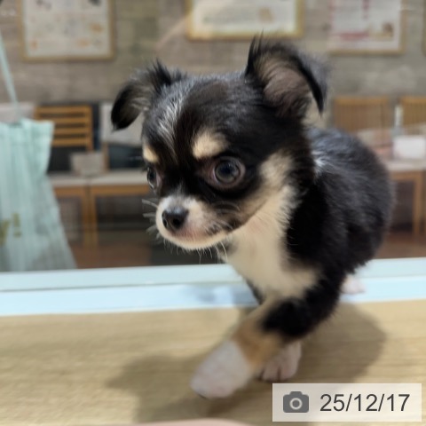 大阪府のチワワ(ロング) (ペットプラス 四條畷店/2025年10月10日生まれ/男の子/ブラックタンホワイト)の子犬の3枚目の画像