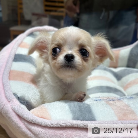 大阪府のチワワ(ロング) (ペットプラス 四條畷店/2025年10月10日生まれ/女の子/クリームホワイト)の子犬の4枚目の画像