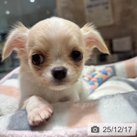 大阪府のチワワ(ロング) (ペットプラス 四條畷店/2025年10月10日生まれ/女の子/クリームホワイト)の子犬の3枚目の画像