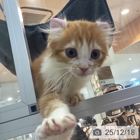 京都府のアメリカンカール (ペットプラス イオンモールKYOTO店/2025年9月29日生まれ/男の子/レッドタビーホワイト)の子猫の4枚目の画像