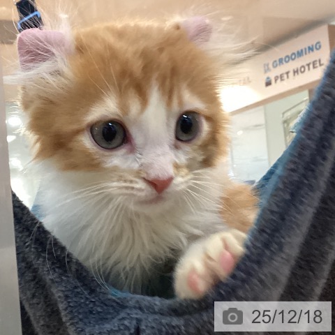 京都府のアメリカンカール (ペットプラス イオンモールKYOTO店/2025年9月29日生まれ/男の子/レッドタビーホワイト)の子猫の3枚目の画像