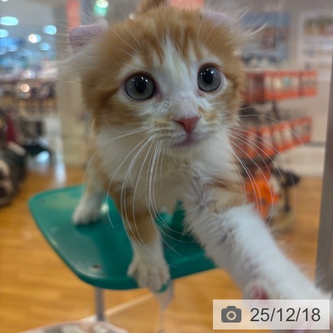 京都府のアメリカンカール (ペットプラス イオンモールKYOTO店/2025年9月29日生まれ/男の子/レッドタビーホワイト)の子猫の3枚目の画像