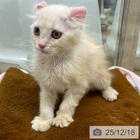 大阪府のアメリカンカール (ペットプラス イオン大日店/2025年9月29日生まれ/女の子/クリームタビーホワイト)の子猫の4枚目の画像