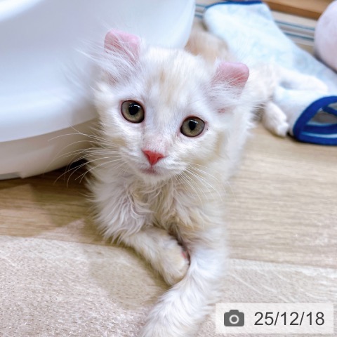 大阪府のアメリカンカール (ペットプラス イオン大日店/2025年9月29日生まれ/女の子/クリームタビーホワイト)の子猫の3枚目の画像