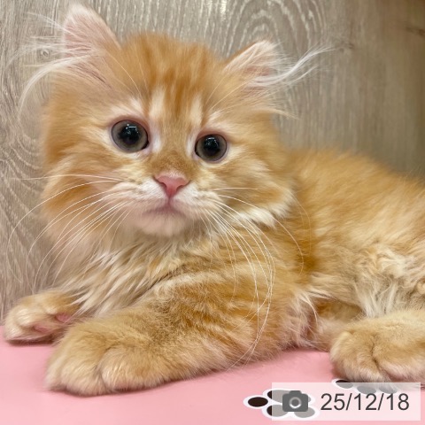 マンチカンの写真