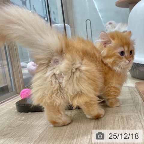 マンチカンの写真