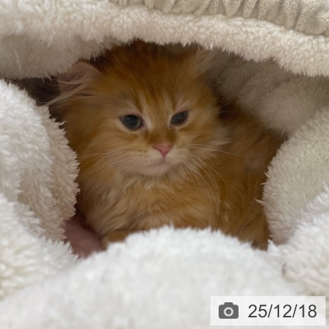 マンチカンの写真