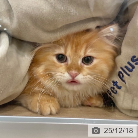 マンチカンの写真