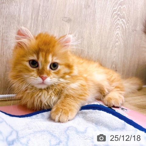 マンチカンの写真