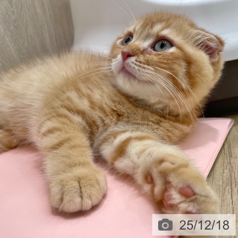 大阪府のスコティッシュフォールド (ペットプラス イオン大日店/2025年10月2日生まれ/男の子/レッドタビー)の子猫の4枚目の画像