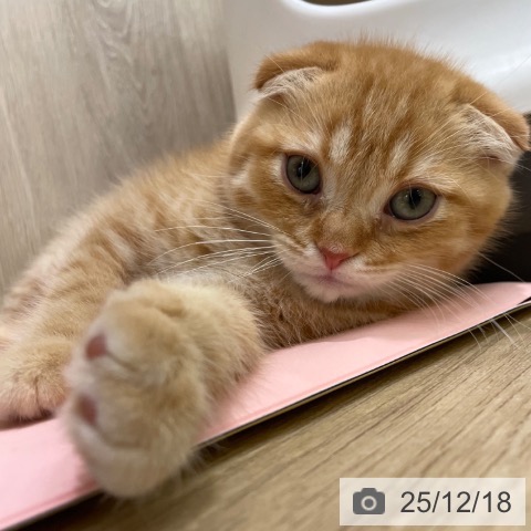 大阪府のスコティッシュフォールド (ペットプラス イオン大日店/2025年10月2日生まれ/男の子/レッドタビー)の子猫の3枚目の画像