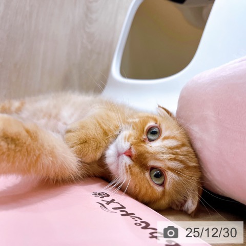 大阪府のスコティッシュフォールド (ペットプラス イオン大日店/2025年10月2日生まれ/男の子/レッドタビー)の子猫の3枚目の画像