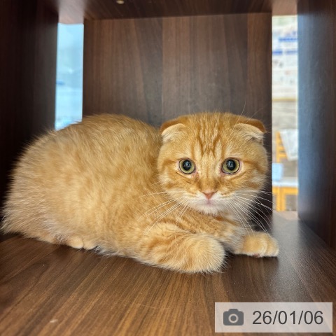 大阪府のスコティッシュフォールド (ペットプラス 四條畷店/2025年10月2日生まれ/男の子/レッドタビー)の子猫の4枚目の画像