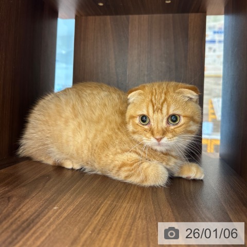 大阪府のスコティッシュフォールド (ペットプラス 四條畷店/2025年10月2日生まれ/男の子/レッドタビー)の子猫の3枚目の画像