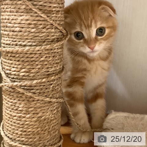 大阪府のスコティッシュフォールド (ペットプラス 鶴見店/2025年10月2日生まれ/女の子/レッドタビー)の子猫の3枚目の画像