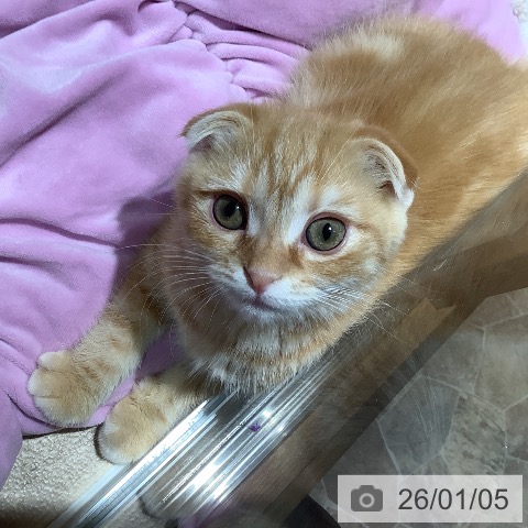 大阪府のスコティッシュフォールド (ペットプラス 鶴見店/2025年10月2日生まれ/女の子/レッドタビー)の子猫の4枚目の画像