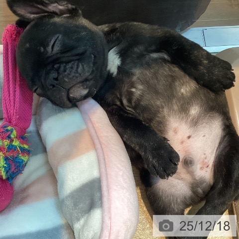 フレンチ・ブルドッグの写真