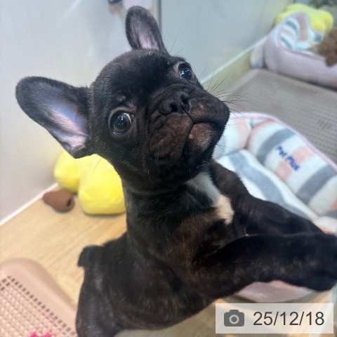 京都府のフレンチブルドッグ (ペットプラス イオンモールKYOTO店/2025年10月12日生まれ/男の子/ブリンドル)の子犬の4枚目の画像
