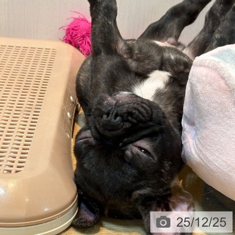 京都府のフレンチブルドッグ (ペットプラス イオンモールKYOTO店/2025年10月12日生まれ/男の子/ブリンドル)の子犬の4枚目の画像