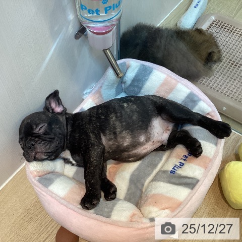 京都府のフレンチブルドッグ (ペットプラス イオンモールKYOTO店/2025年10月12日生まれ/男の子/ブリンドル)の子犬の4枚目の画像