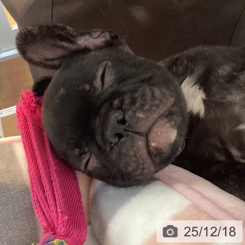 京都府のフレンチブルドッグ (ペットプラス イオンモールKYOTO店/2025年10月12日生まれ/男の子/ブリンドル)の子犬の4枚目の画像