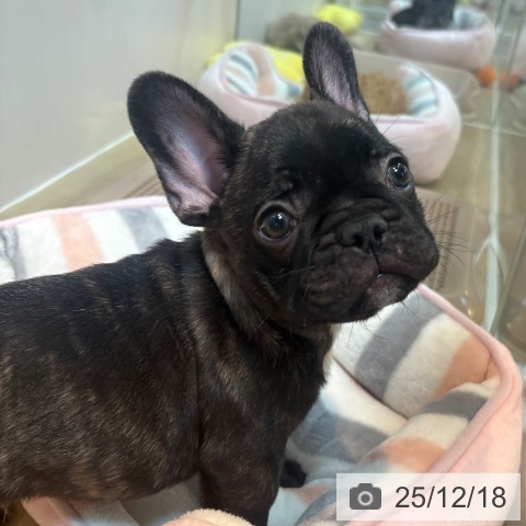京都府のフレンチブルドッグ (ペットプラス イオンモールKYOTO店/2025年10月12日生まれ/男の子/ブリンドル)の子犬の3枚目の画像