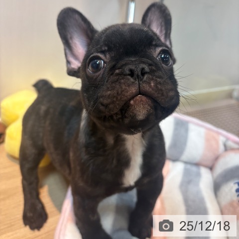 京都府のフレンチブルドッグ (ペットプラス イオンモールKYOTO店/2025年10月12日生まれ/男の子/ブリンドル)の子犬の3枚目の画像