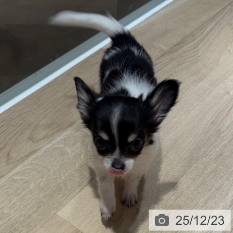 兵庫県のチワワ(ロング) (ペットプラス 神戸三宮店/2025年10月3日生まれ/女の子/ホワイトブラックタン)の子犬の3枚目の画像