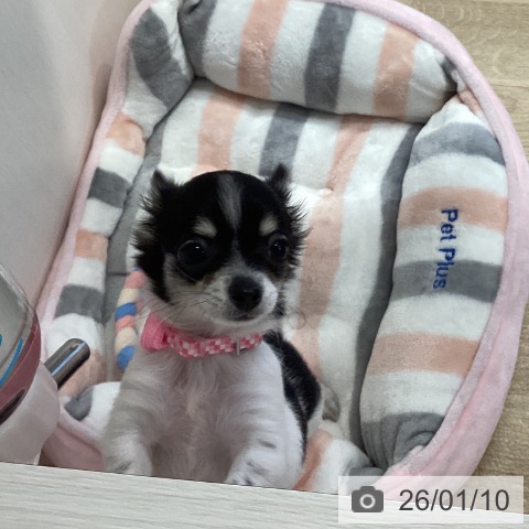 兵庫県のチワワ(ロング) (ペットプラス 明石店/2025年10月3日生まれ/女の子/ホワイトブラックタン)の子犬の3枚目の画像