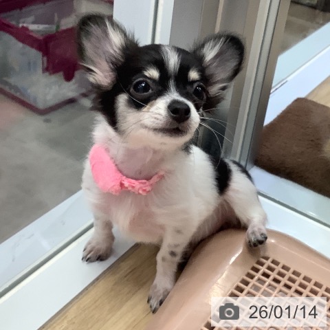 兵庫県のチワワ(ロング) (ペットプラス 明石店/2025年10月3日生まれ/女の子/ホワイトブラックタン)の子犬の4枚目の画像