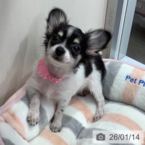 兵庫県のチワワ(ロング) (ペットプラス 明石店/2025年10月3日生まれ/女の子/ホワイトブラックタン)の子犬の3枚目の画像