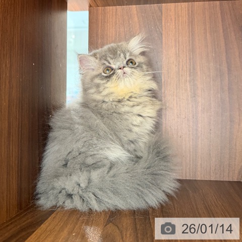 大阪府のエキゾチック (ペットプラス 四條畷店/2025年10月19日生まれ/男の子/ブルー)の子猫の4枚目の画像