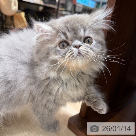 大阪府のエキゾチック (ペットプラス 四條畷店/2025年10月19日生まれ/男の子/ブルー)の子猫の3枚目の画像