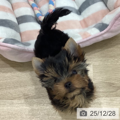 ヨークシャー・テリアの写真