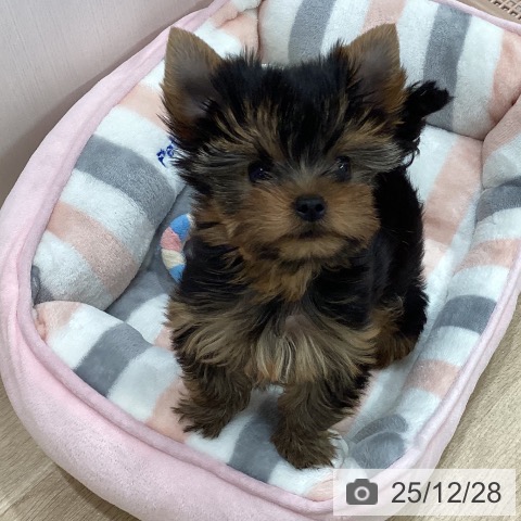 ヨークシャー・テリアの写真