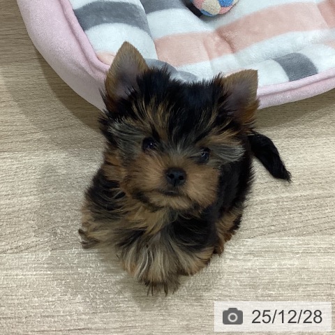 ヨークシャー・テリアの写真