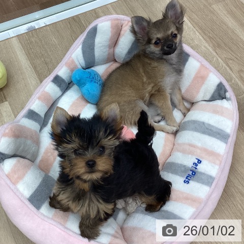 新潟県のヨークシャーテリア (ペットプラス 新潟南店/2025年10月18日生まれ/女の子/スチールブルータン)の子犬の4枚目の画像