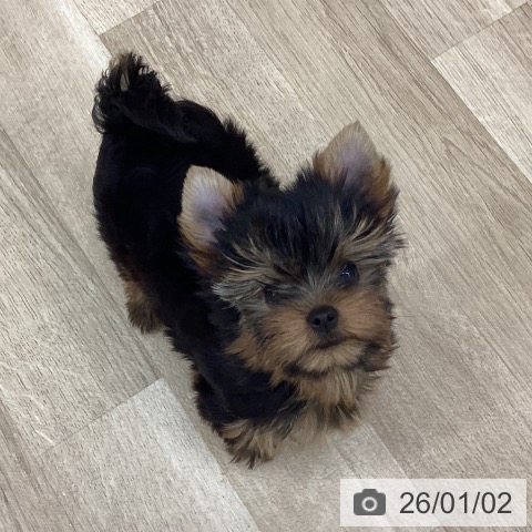 新潟県のヨークシャーテリア (ペットプラス 新潟南店/2025年10月18日生まれ/女の子/スチールブルータン)の子犬の3枚目の画像