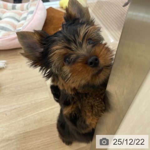 大阪府のヨークシャーテリア (ペットプラス 大阪ドームシティ店/2025年10月18日生まれ/男の子/スチールブルータン)の子犬の4枚目の画像