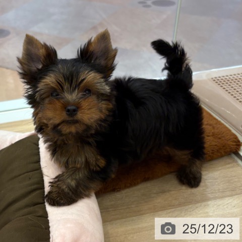 大阪府のヨークシャーテリア (ペットプラス 大阪ドームシティ店/2025年10月18日生まれ/男の子/スチールブルータン)の子犬の3枚目の画像