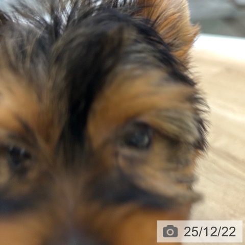 大阪府のヨークシャーテリア (ペットプラス 堺北花田店/2025年10月18日生まれ/男の子/スチールブルータン)の子犬の4枚目の画像